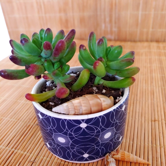 Jelly Bean Succulent Plant - Picture 1 of 1